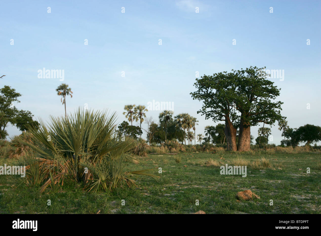 Okavango Vegetation mit Palmen Fan und baobab Stockfoto