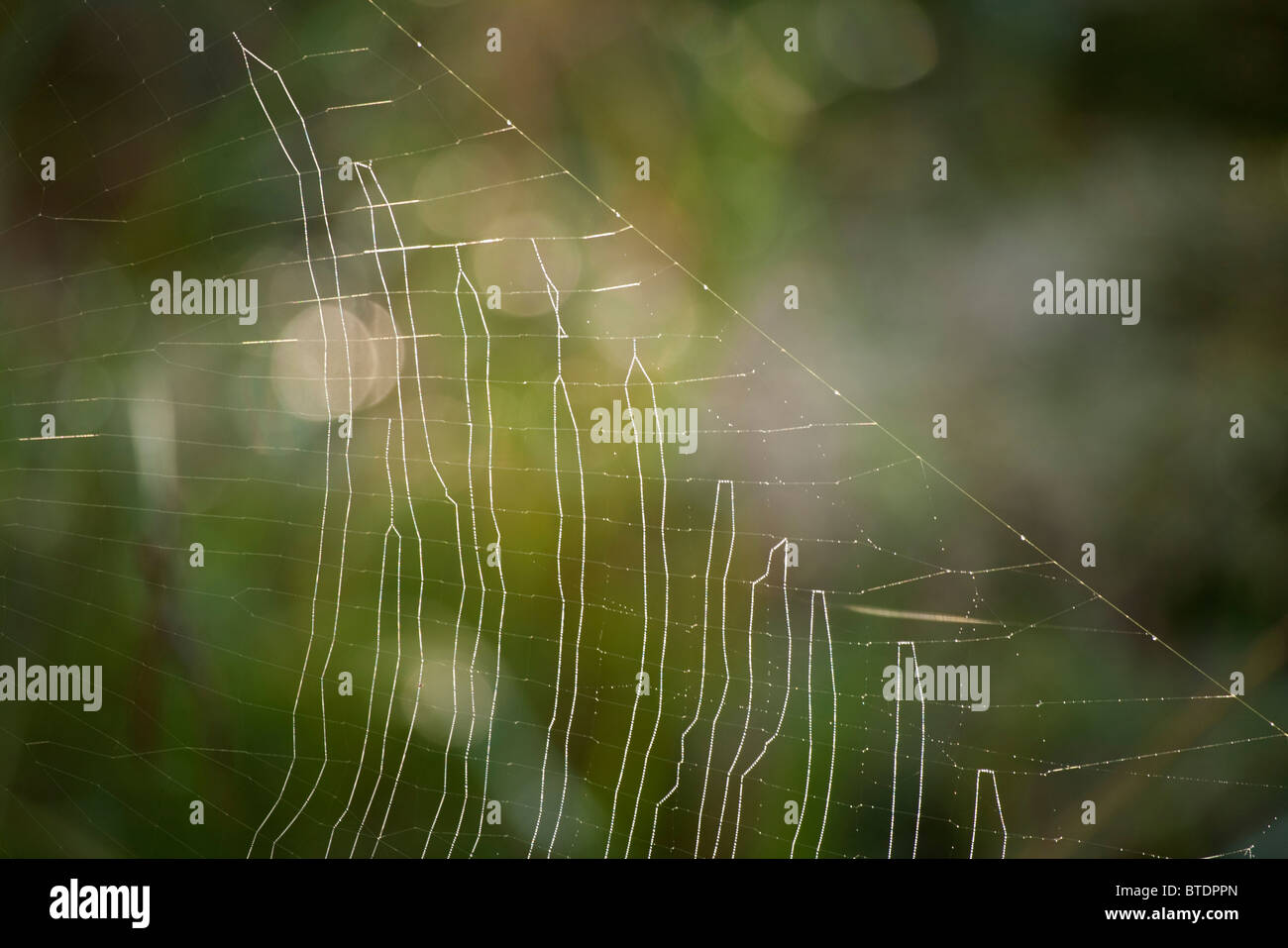 Eine Nahaufnahme von einem Spinnen-Netz Stockfoto