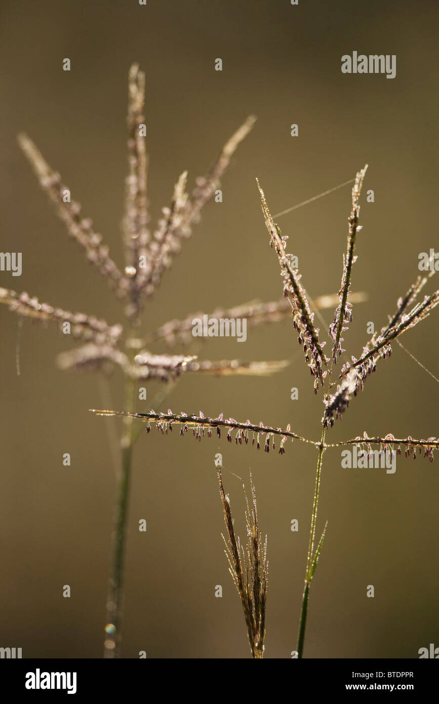 Hinterleuchtete Rasen Samen-Köpfe mit Strängen von Spinnenseide Stockfoto
