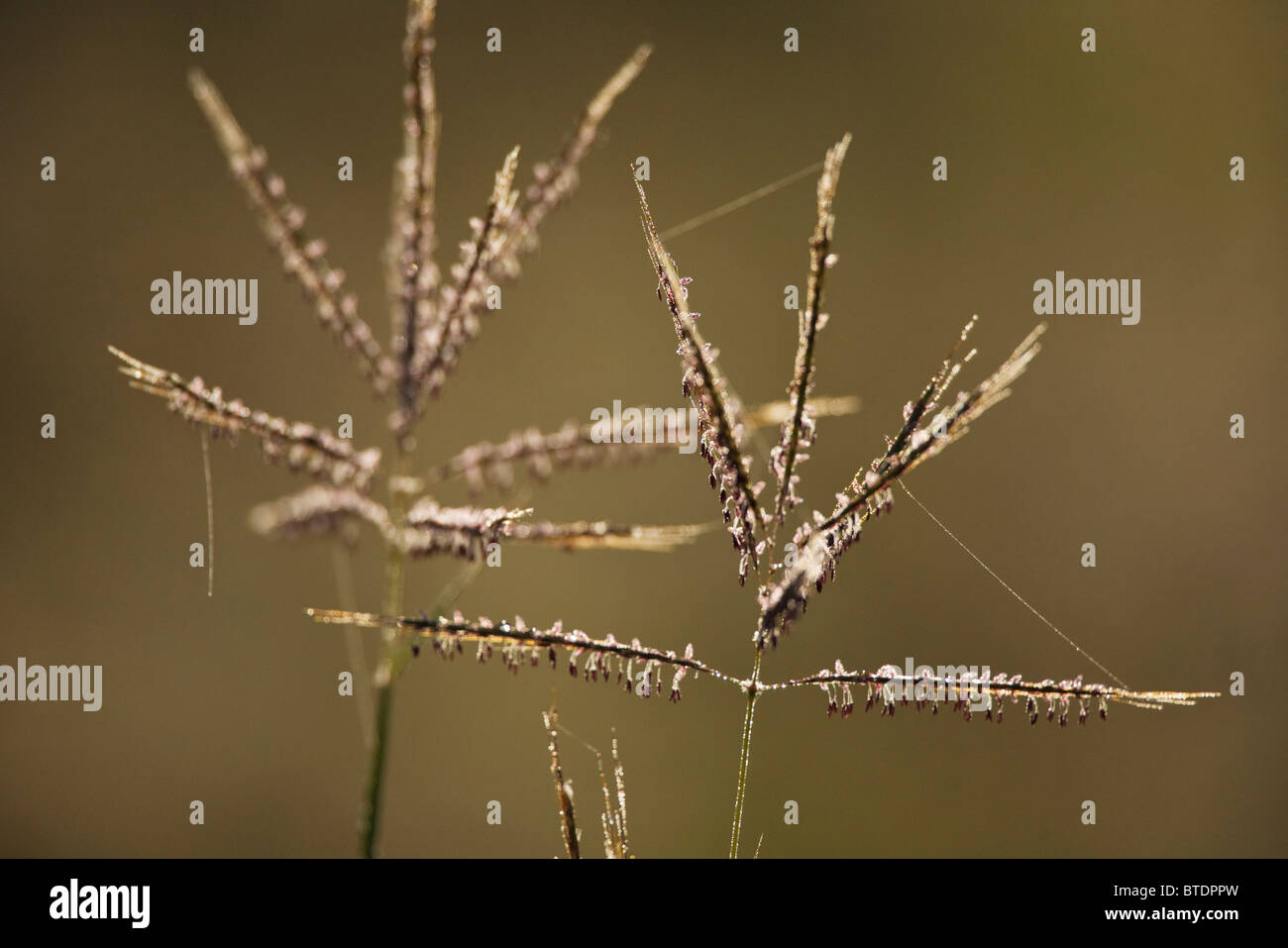 Hinterleuchtete Rasen Samen-Köpfe mit Strängen von Spinnenseide Stockfoto