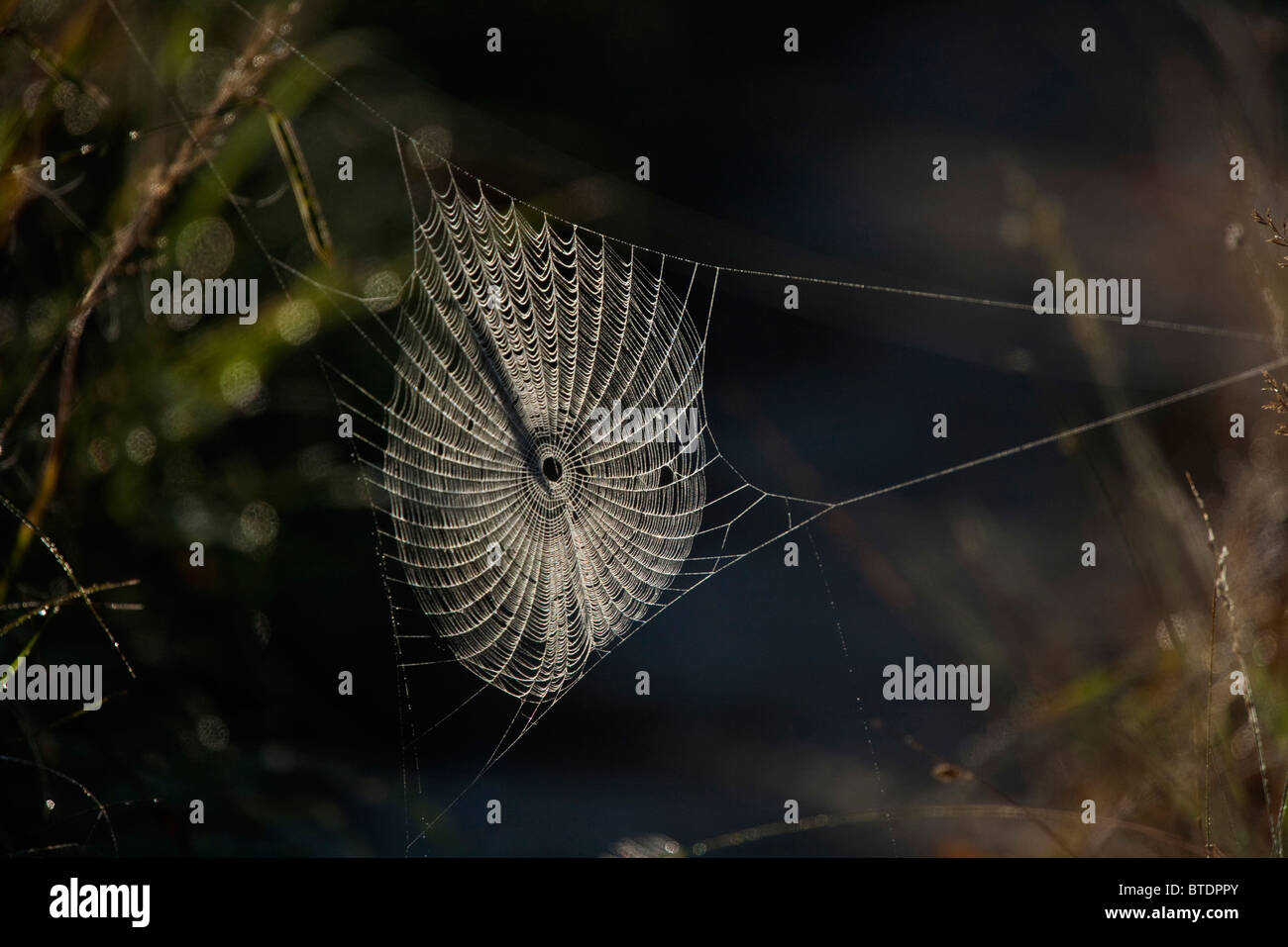 Hinterleuchtete Spinnennetz mit morgendlichen Tau-Tropfen Stockfoto