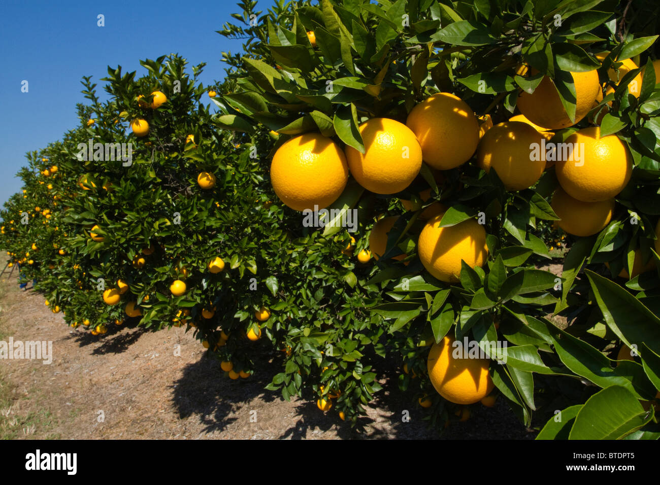 Orangen (Citrus Sinensis) hängen an Bäumen in einem Zitrushain Stockfoto