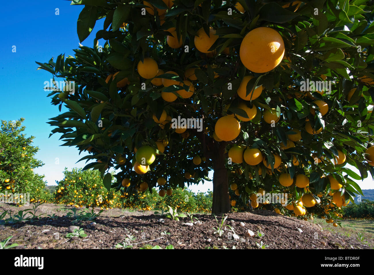 Malerische Aussicht auf junge Orangenbaum, schwer beladen mit Orangen Stockfoto
