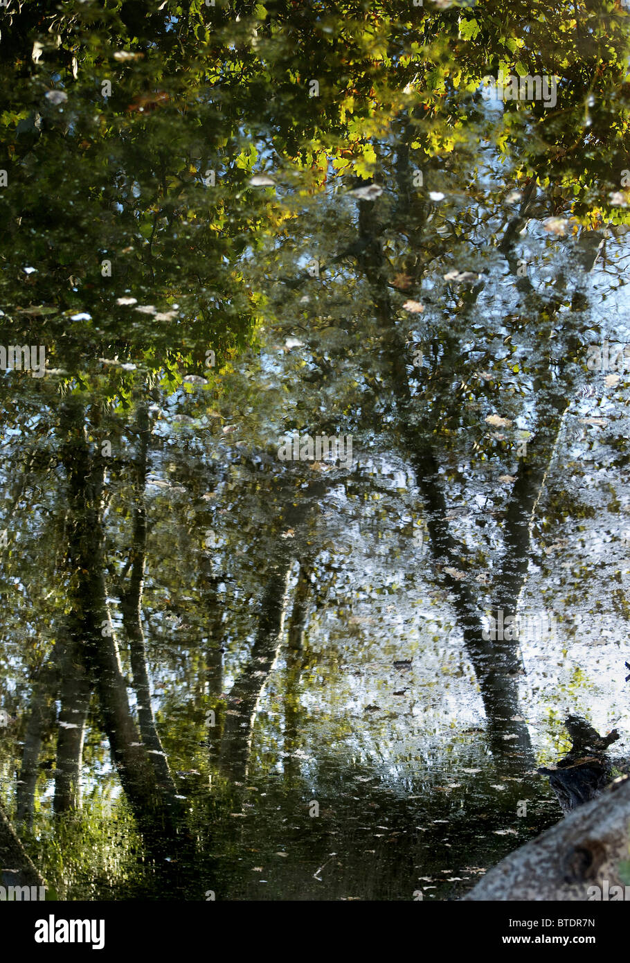 Bäume-Reflexion in einem Teich Stockfoto