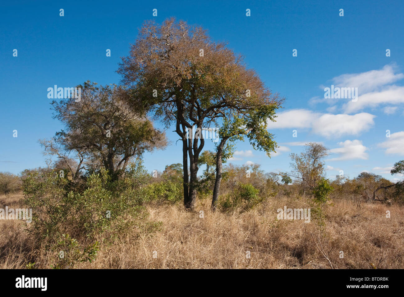 Sommergrüne Laubbäume Savanne mit einem hohen Tamboti-Baum (Spirostachys Africana) Stockfoto