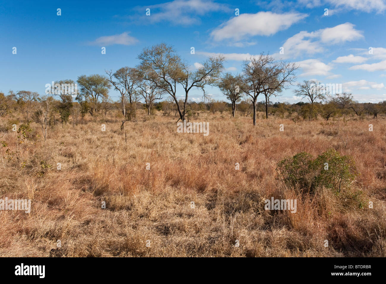 Malerische Aussicht auf einer Akazie hier Savanne während der trockenen Jahreszeit Stockfoto