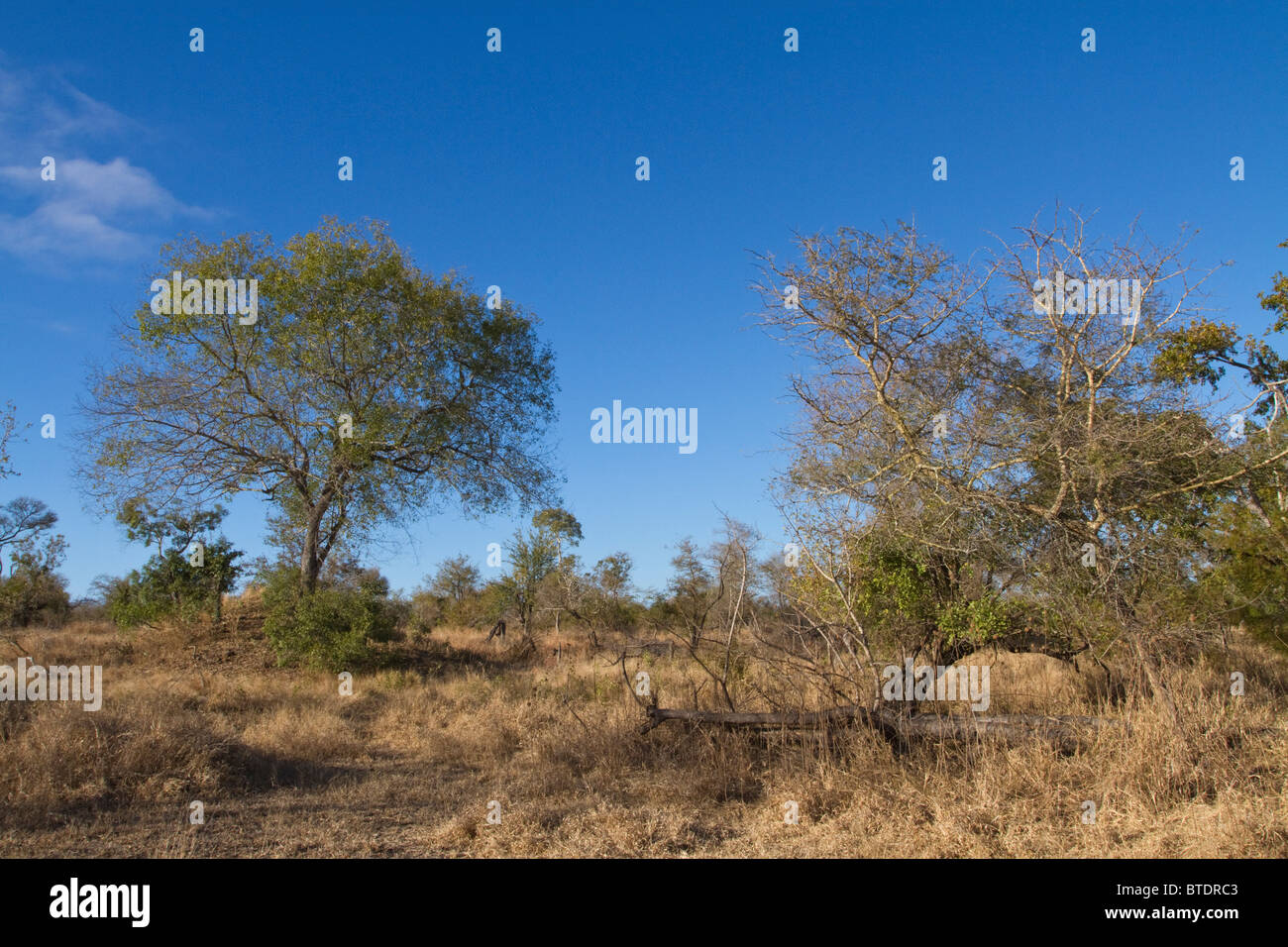 Lowveld Savanne mit ein einsamer braun-Elfenbein-Baum (Berchemia verfärben) Stockfoto