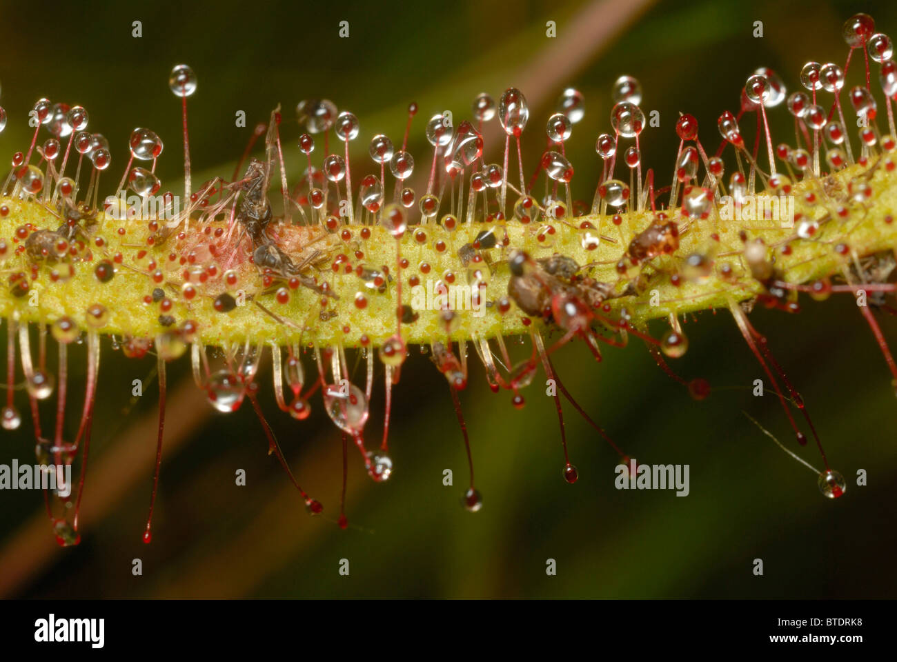Sonnentau Pflanze zeigt Stamm mit klebrigen Knötchen Stockfoto