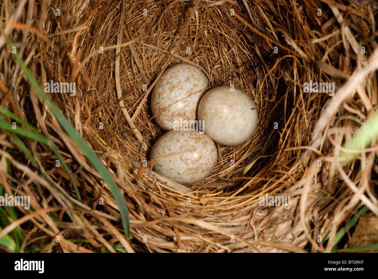 Pieper oder Longclaw Eiern Stockfoto