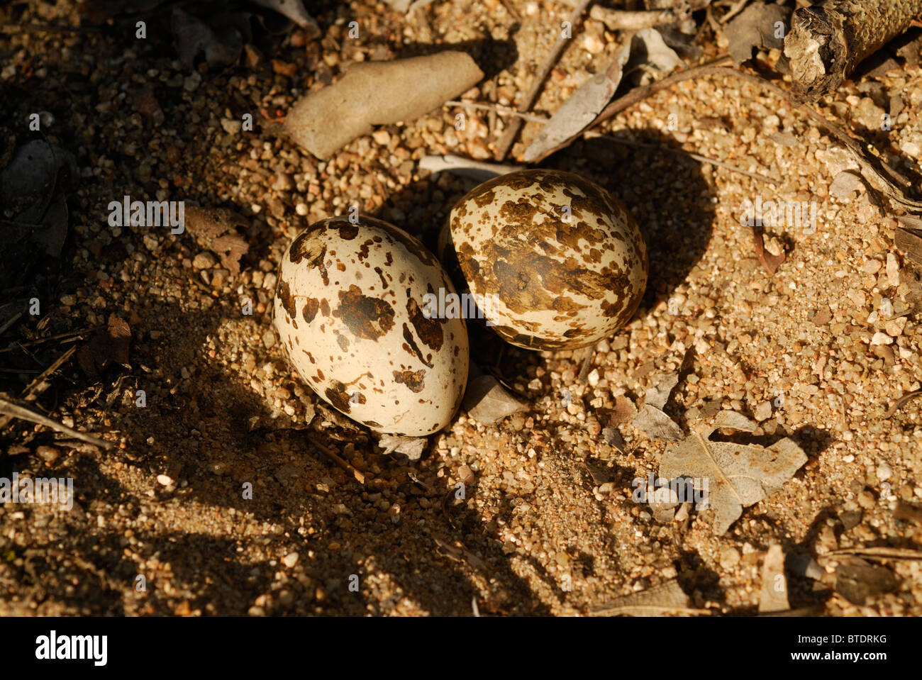 Spotted Dikkop Nest und Ei Stockfoto