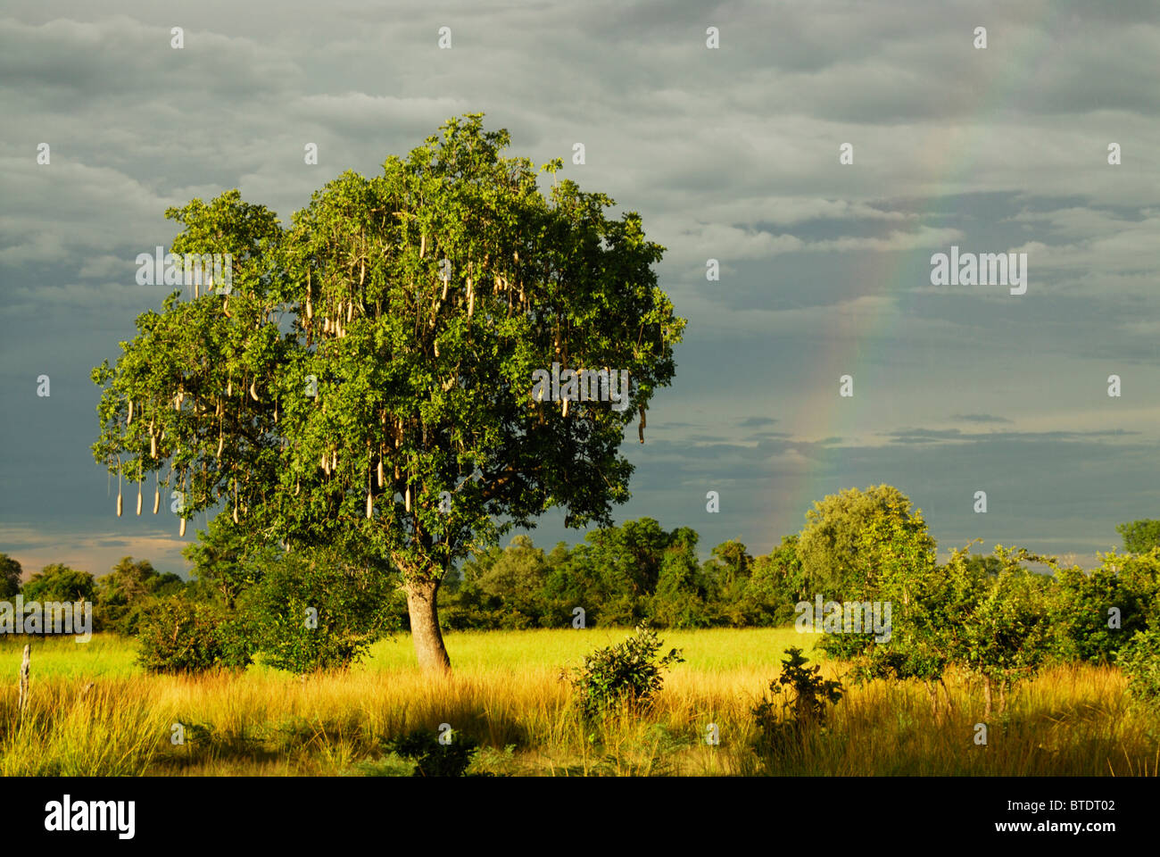 Malerische Aussicht auf Wurst Baum (Kigelia Africana), Wolken und Regenbogen Stockfoto