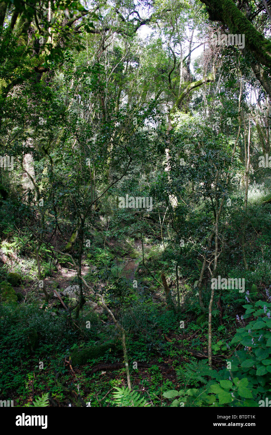 Herrliche Sicht auf das Innere eines Waldes in Magoebaskloof Stockfoto