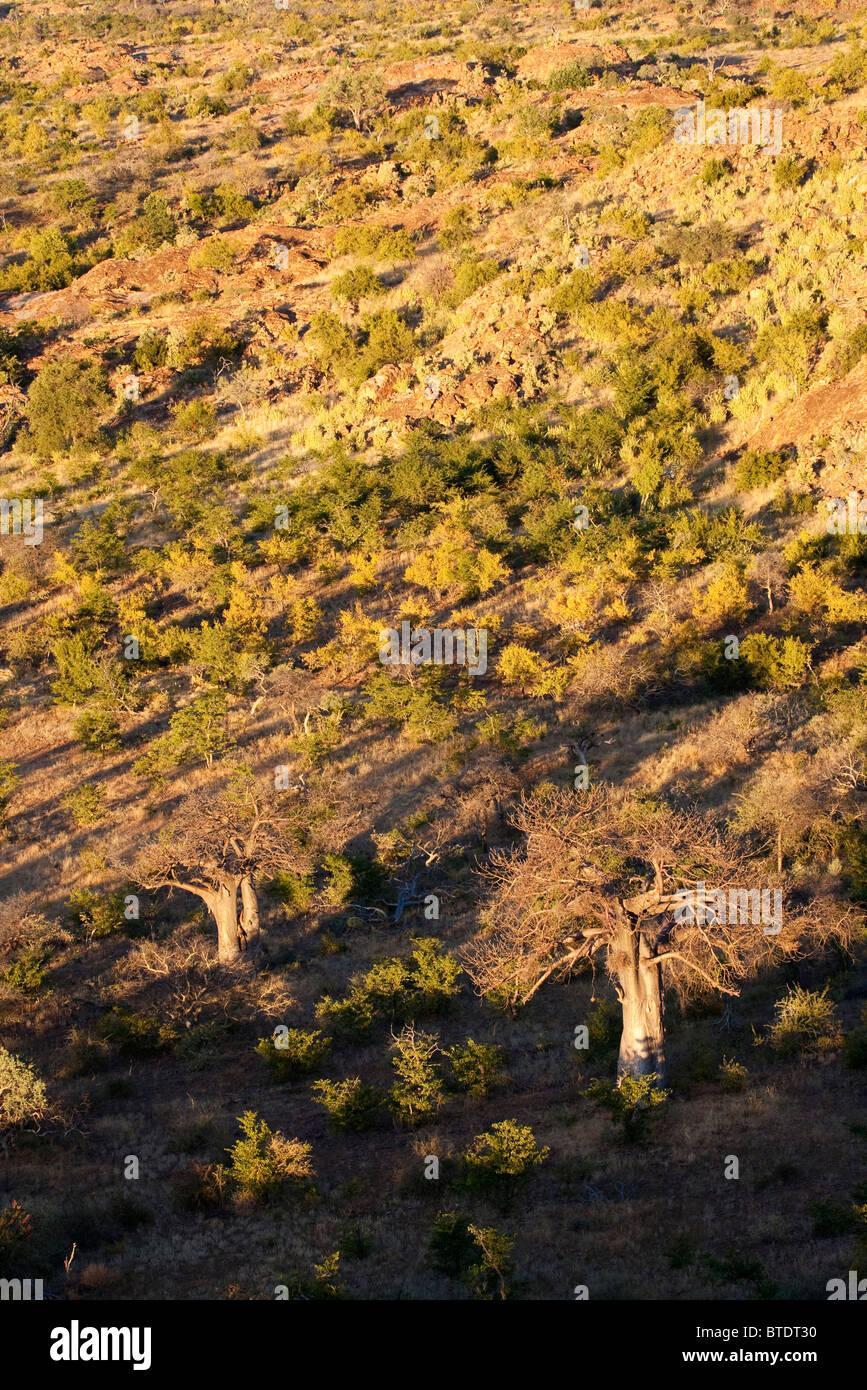 Luftaufnahme des Limpopo River Tal Vegetation mit Baobab-Bäume Stockfoto