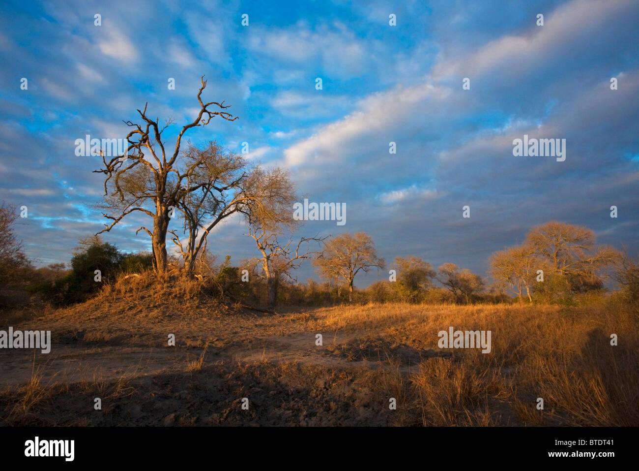 Launisch Bushveld Landschaft Stockfoto