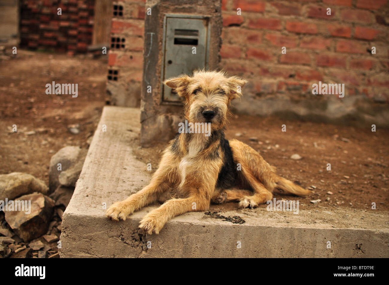 Scruffy Hund in Armut betroffenen Peru. Stockfoto