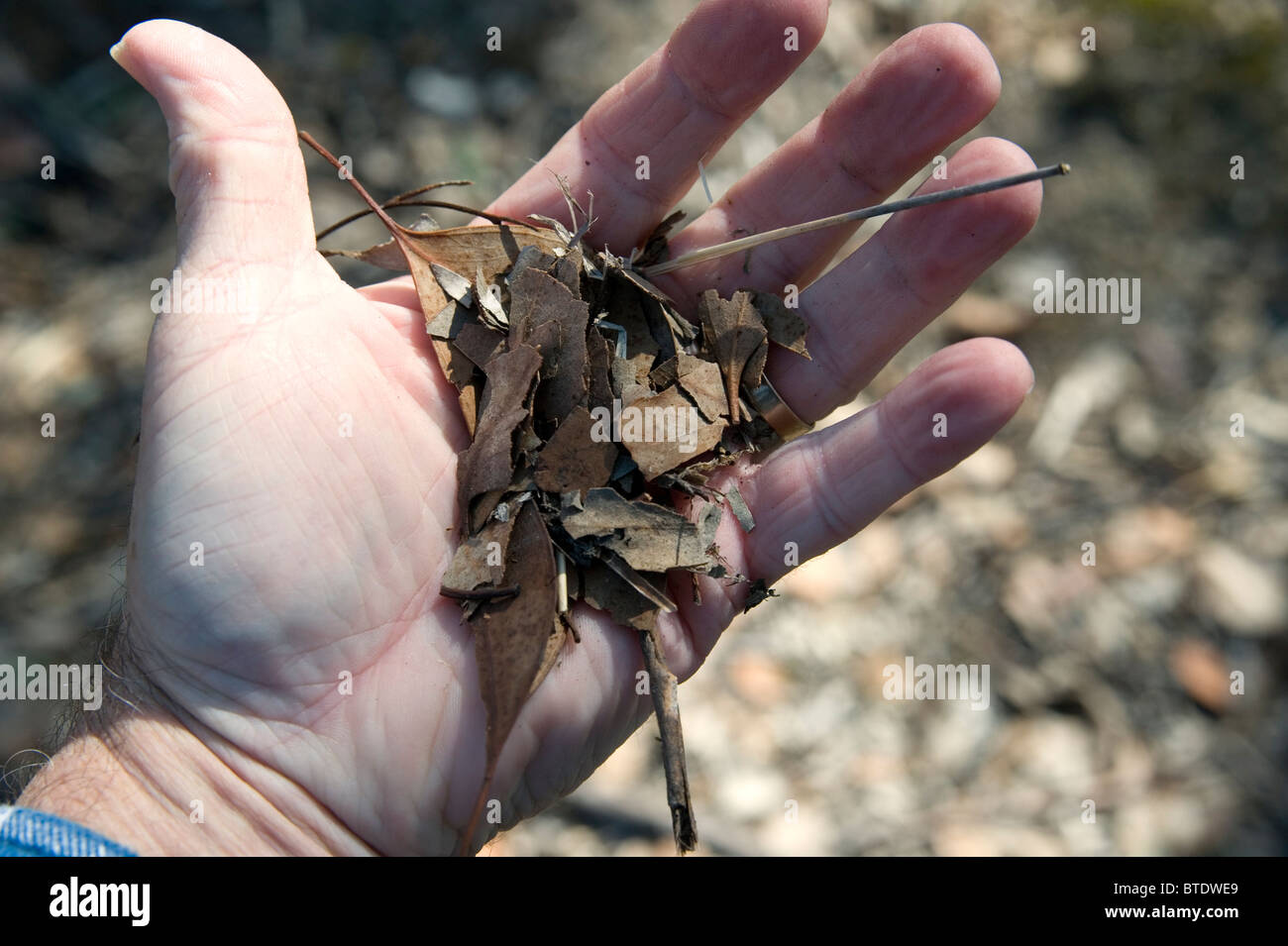 trockene Eukalyptus-Blätter Stockfoto