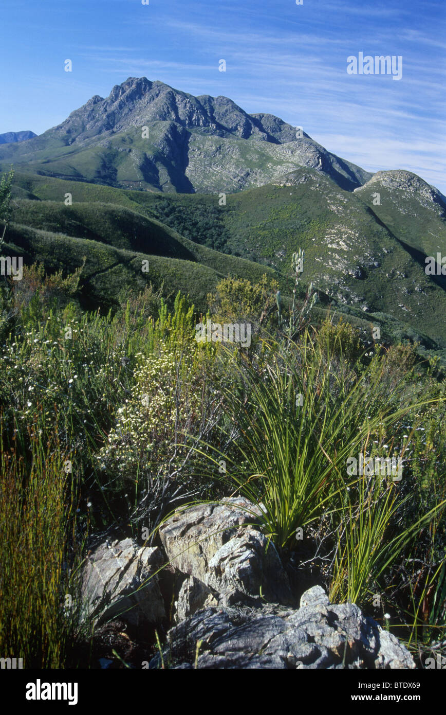 George Peak (1579m Amsl) in den Outeniqua-Bergen des südlichen Kaps Stockfoto