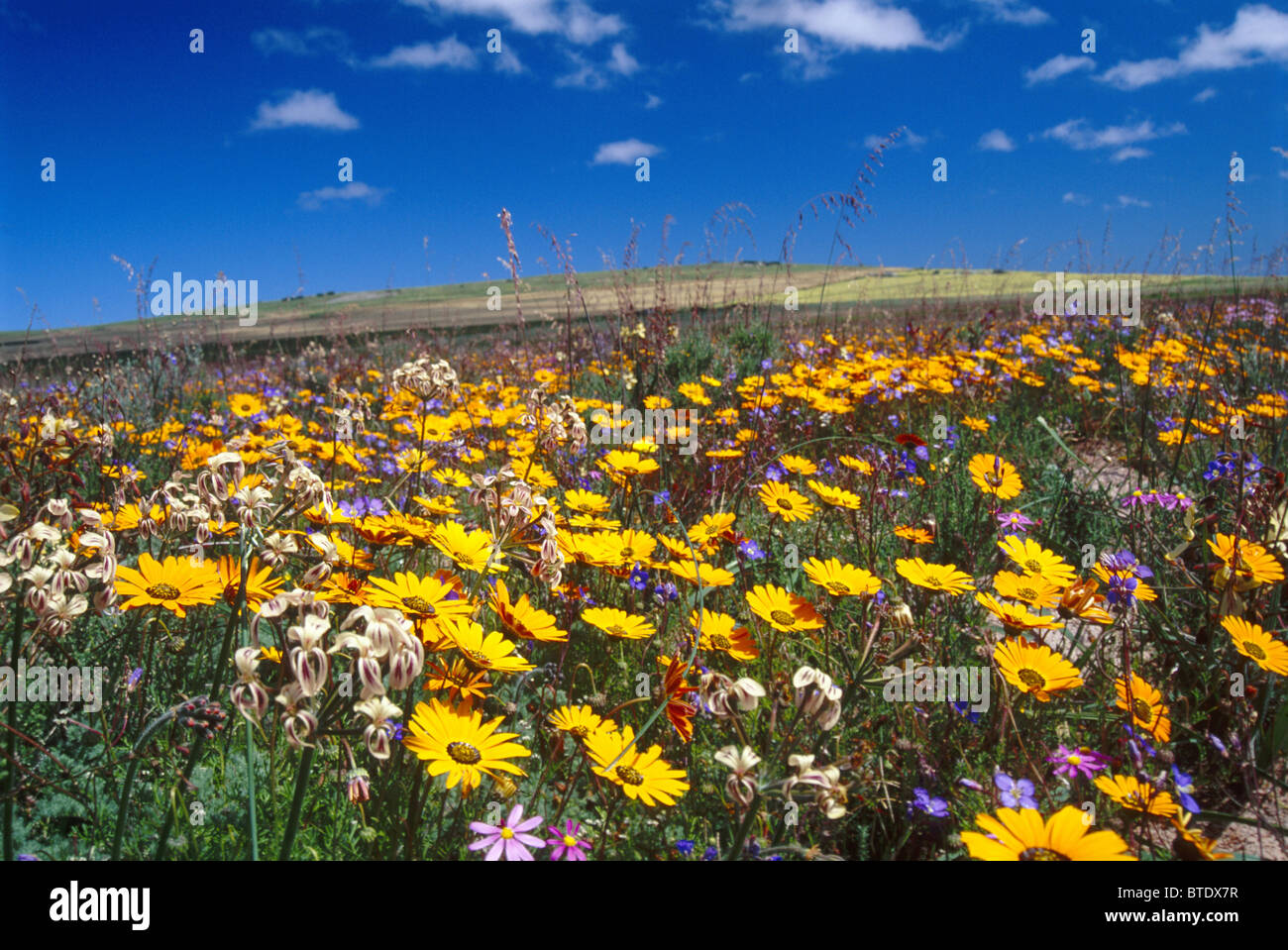 Ein Bereich der wilden Frühlingsblumen in der Nähe von Langebaan im Western Cape (Tisnia sp.) Stockfoto