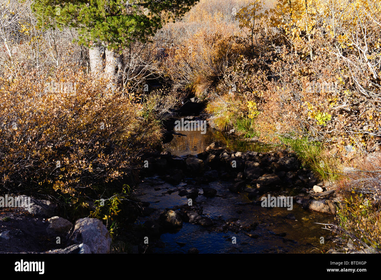 Engel-See in der Nähe Brunnen Nevada im Herbst mit brillant gold Aspen Hülle umgebenden Hügeln Stockfoto