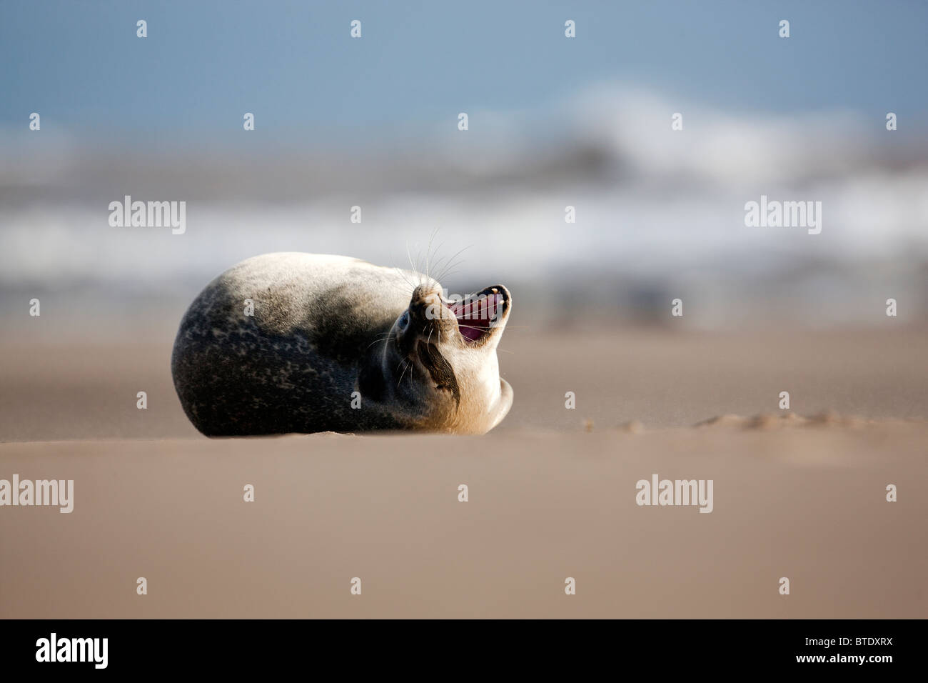 Atlantik grau versiegeln Halichoerus Grypus / am Strand Donna Nook. UK Stockfoto