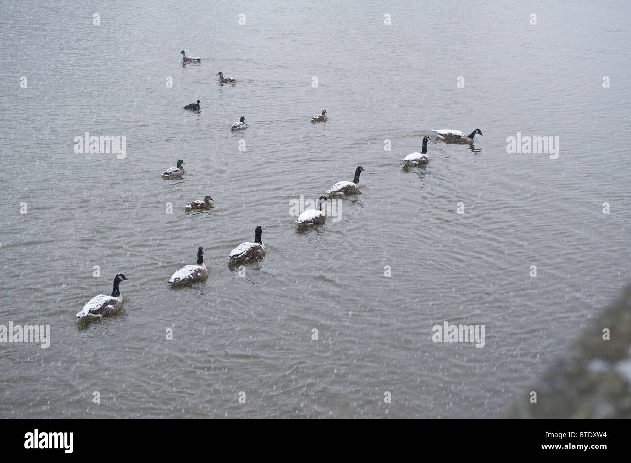 Kanadagänse schwimmen auf der Themse im Schnee mit Schnee darauf absetzen Stockfoto