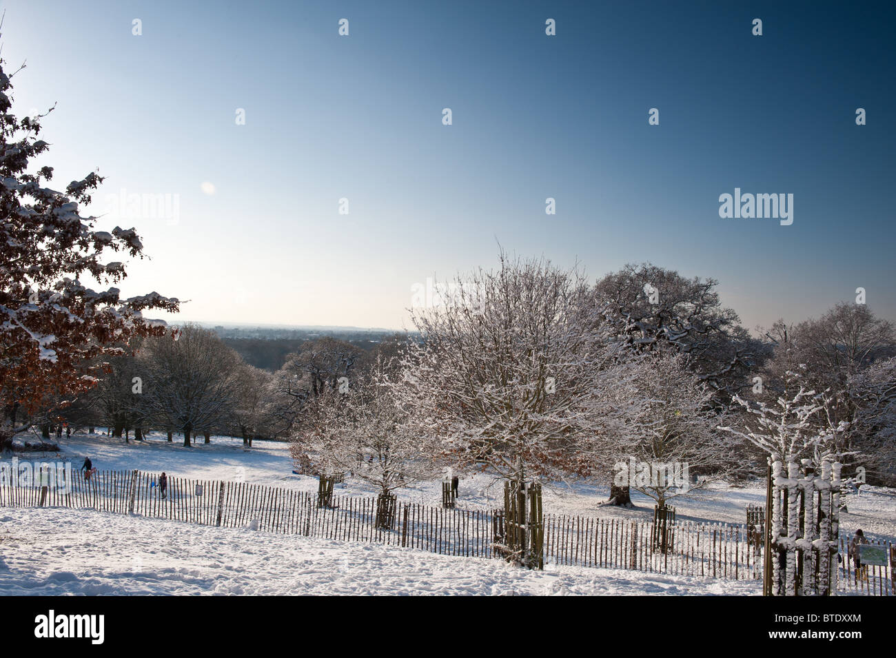 schneereiche Winterbäume im Richmond Park, London Stockfoto