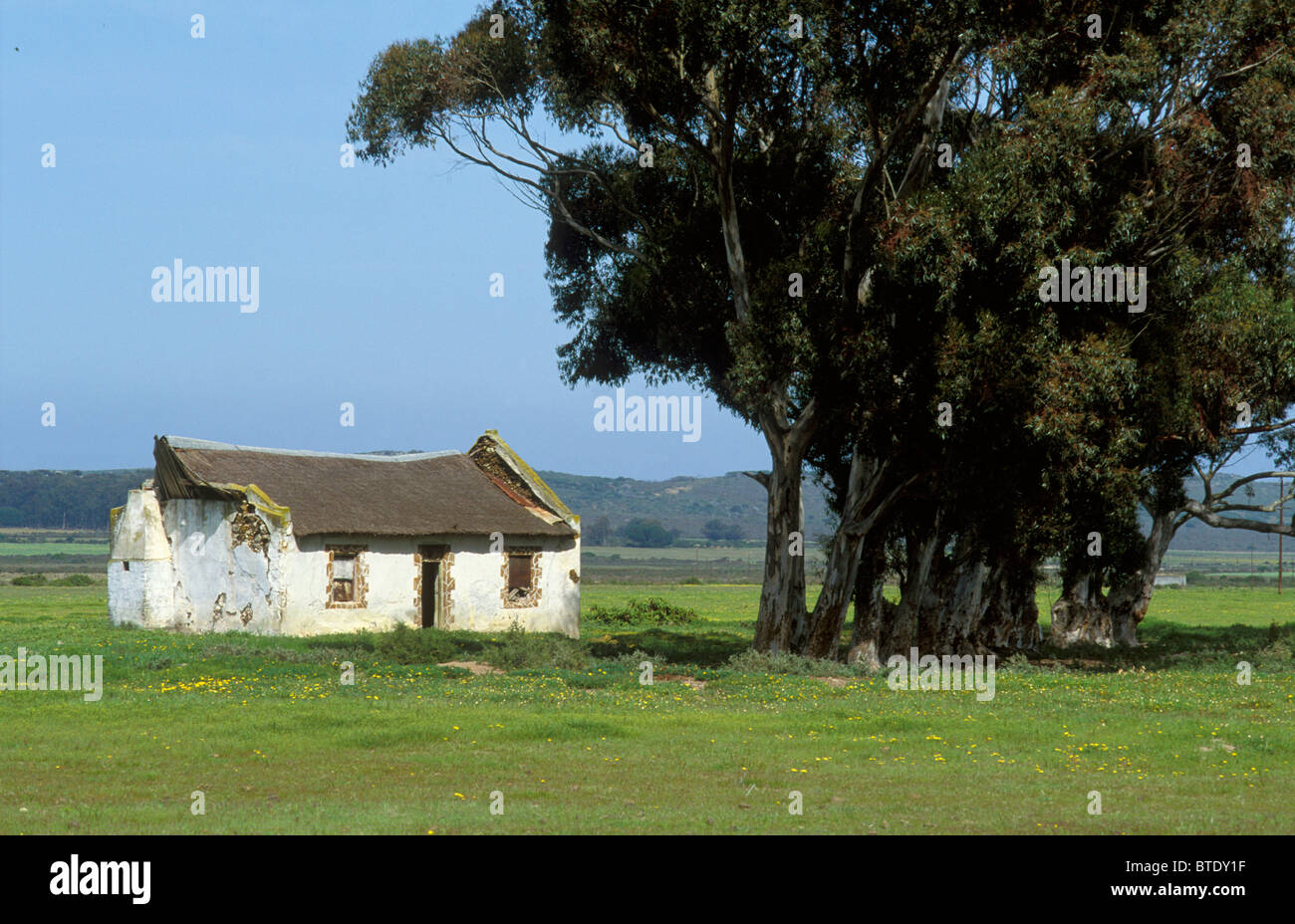 Alte reetgedeckte Ferienhaus ein Büschel von Eukalyptus-Bäume Stockfoto