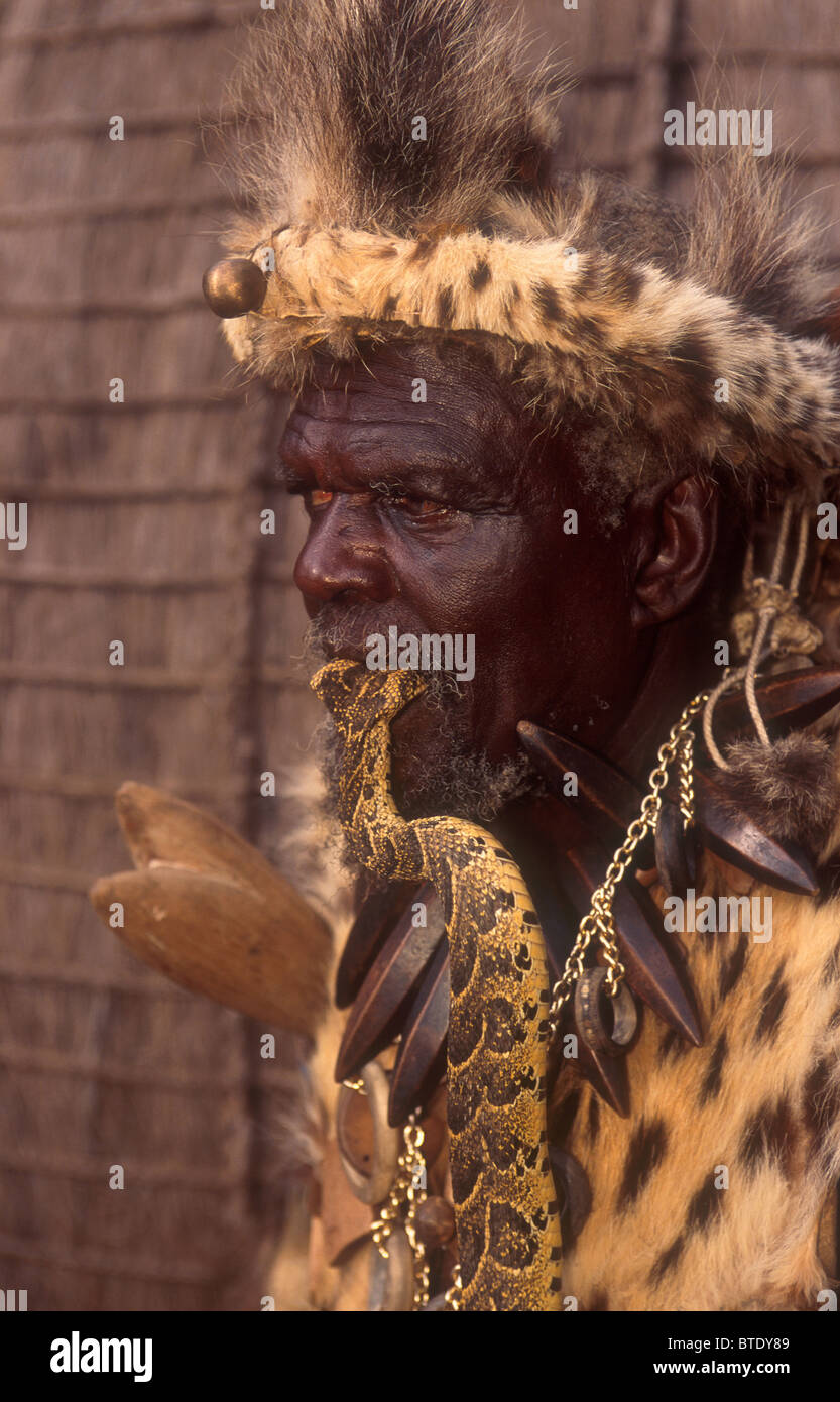 Zulu Sangoma mit Blätterteig Adder Kopf in den Mund - eine hochgiftige Schlange Stockfoto