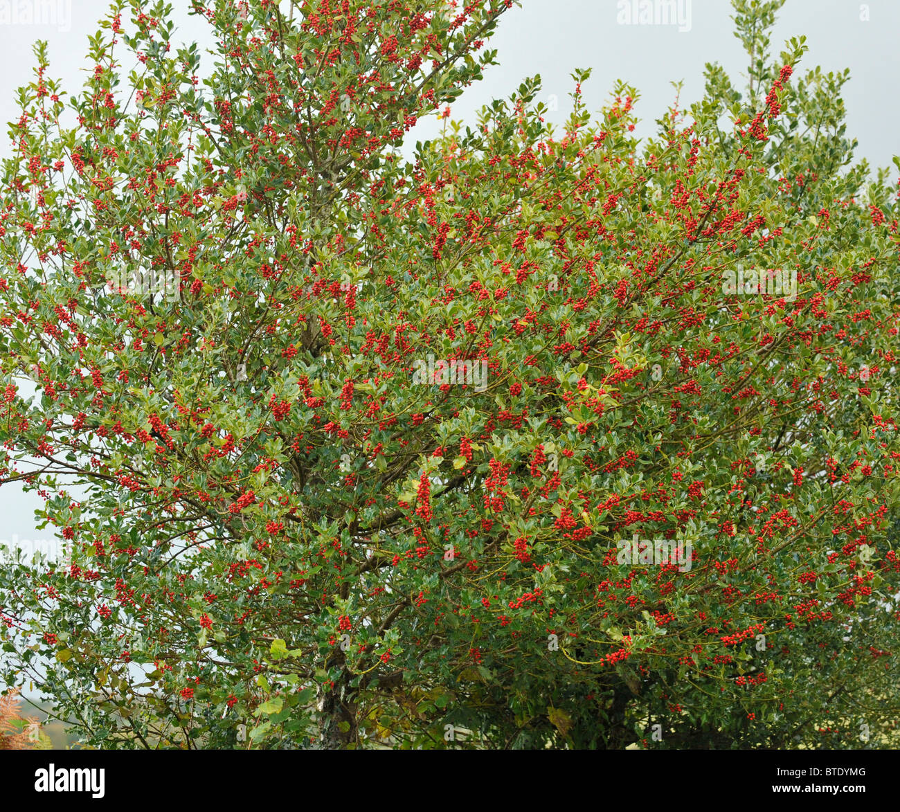 Stechpalme Bush in Beeren bedeckt Stockfoto