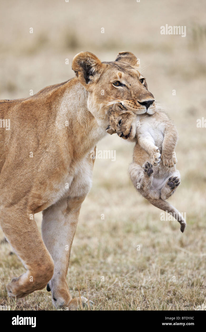 Löwin mit Jungtier. Häufig verschiebt junge jungen sich um eine Ansammlung von Duft zu verhindern. Masai Mara National Reserve. Stockfoto