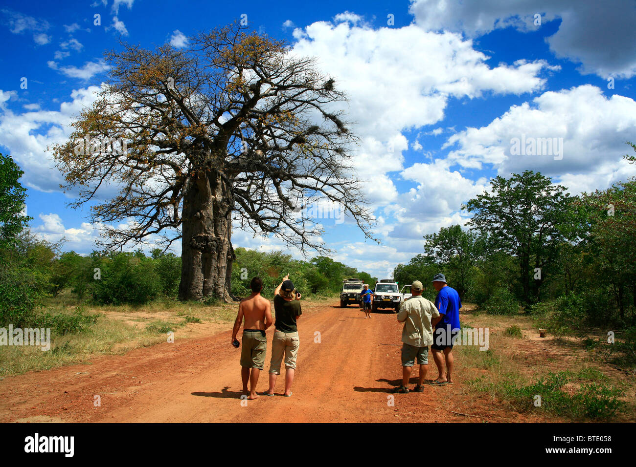 Touristen gehen auf ländliche unbefestigte Straße bewundern die riesigen Baobab-Baum Stockfoto