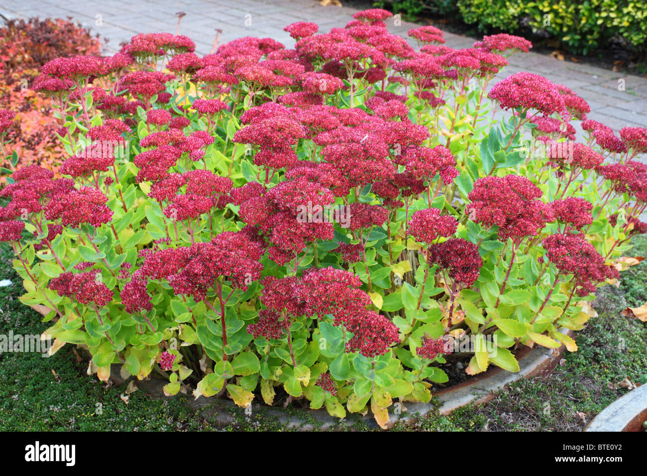 Fetthenne Herbst Freude rote Blüte Sedum Stockfoto
