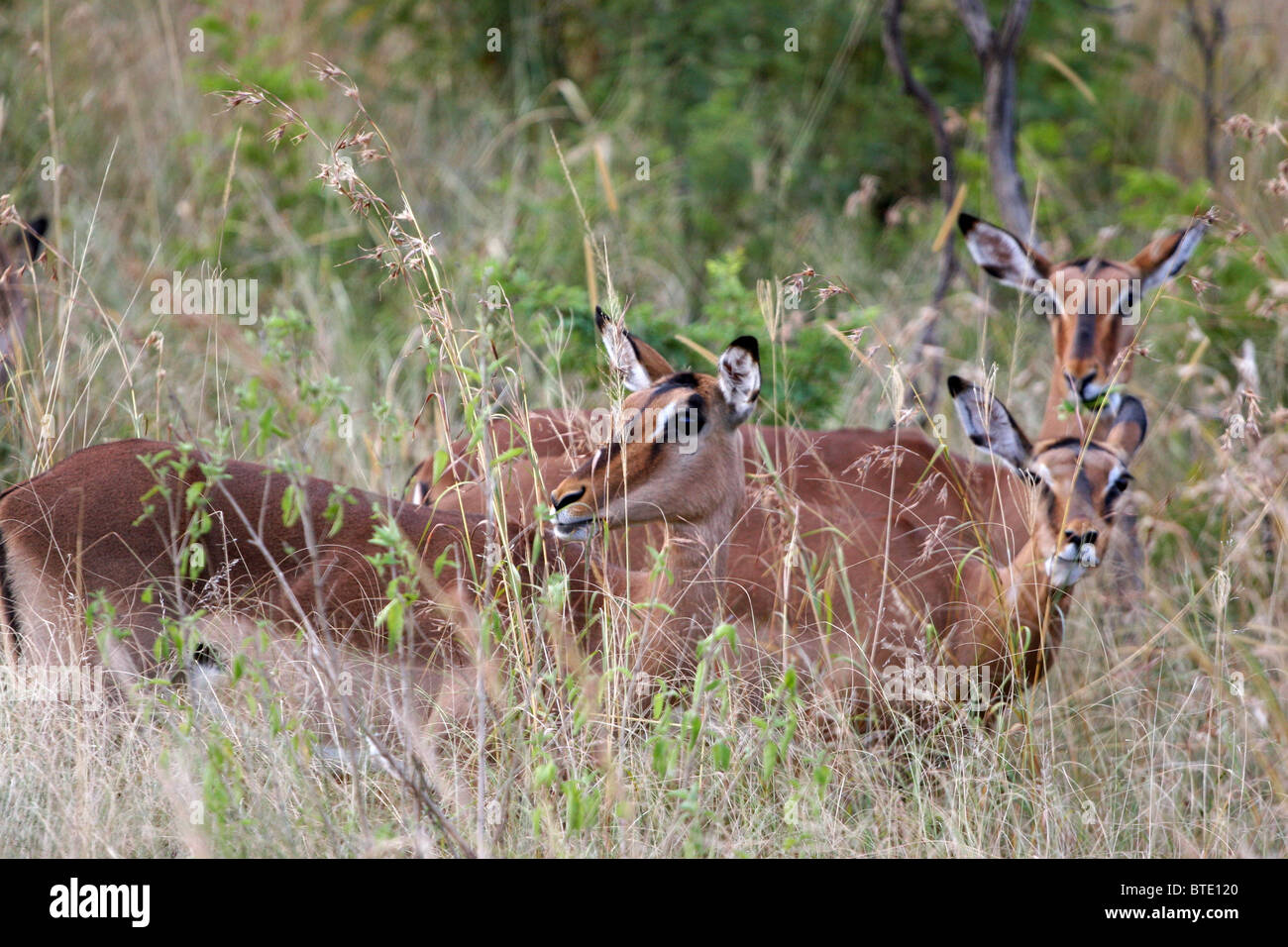 Impala im Hluhluwe-Umfolozi Game Reserve, Zululand, KwaZulu-Natal, Südafrika. Stockfoto