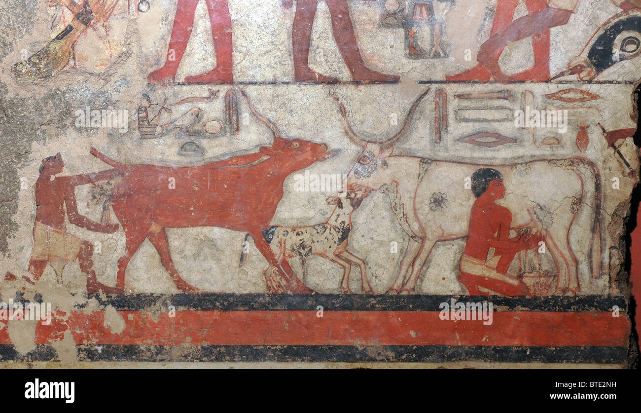 5349. Mann eine Kuh zu melken. Wandmalerei von Saqara, Ägypten, ca. 2350 v. Chr. Stockfoto