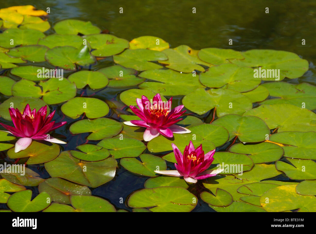 Roten Seerosen und Pads im Teich Stockfoto