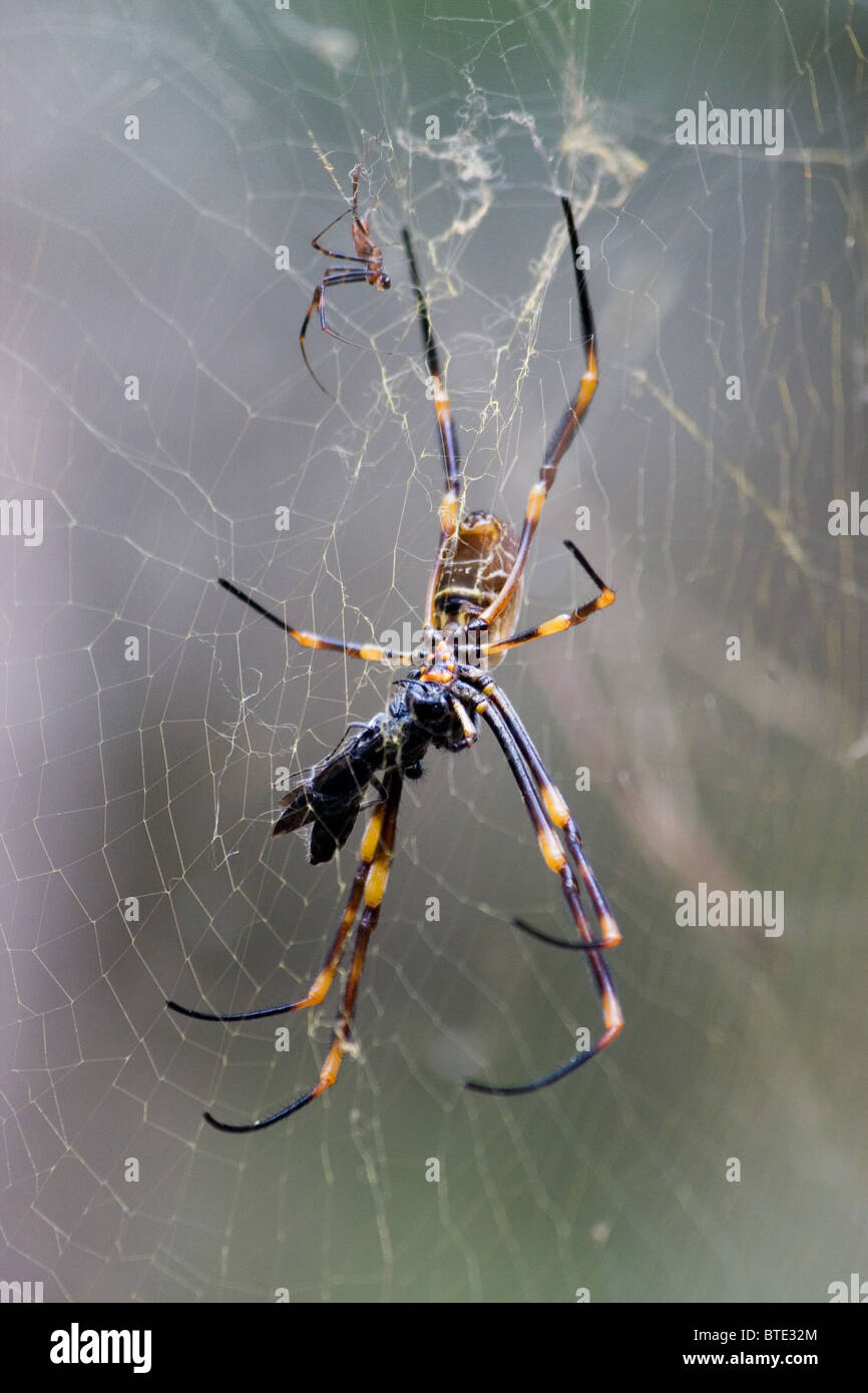 Golden Orb Weaver (Nephila) Spider Web, Sydney, Australien Stockfoto