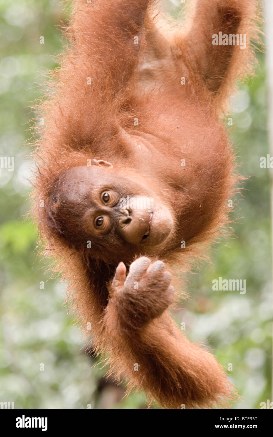 Semmenggoh Orang Utan sanctuary Kuching borneo Malaysia, Regenwald Tourismus affe affe Wild Stockfoto