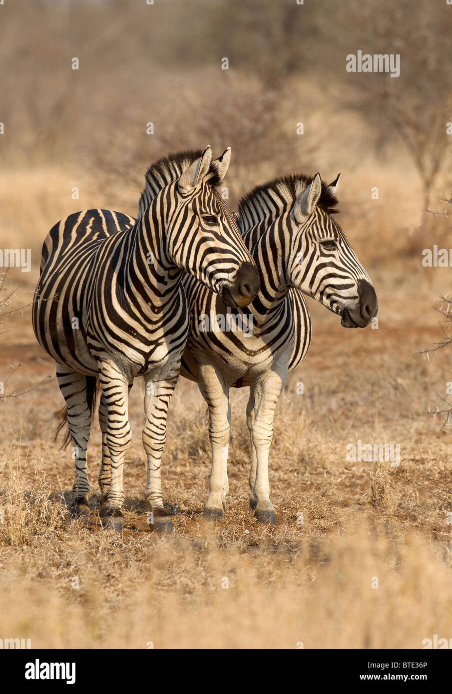 Burchell Zebra Bushveld Kruger National Park, Südafrika. Stockfoto