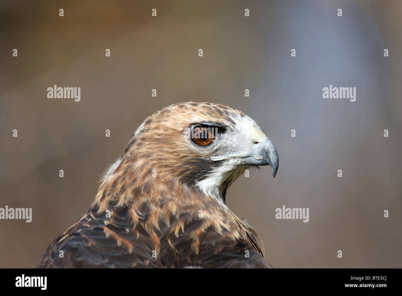 Red Tail Hawk Buteo jamaicensis Stockfoto
