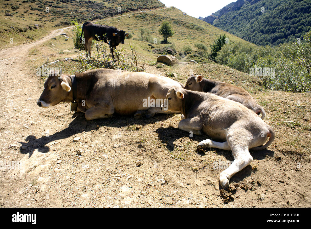 Ruhen auf hohen Weide Rinder landen, Picos de Europa, Spanien, Kuh, Kühe, Kalb, Baby, junge, Stier, Rind Kalb, Inland, Bauernhof, Stockfoto