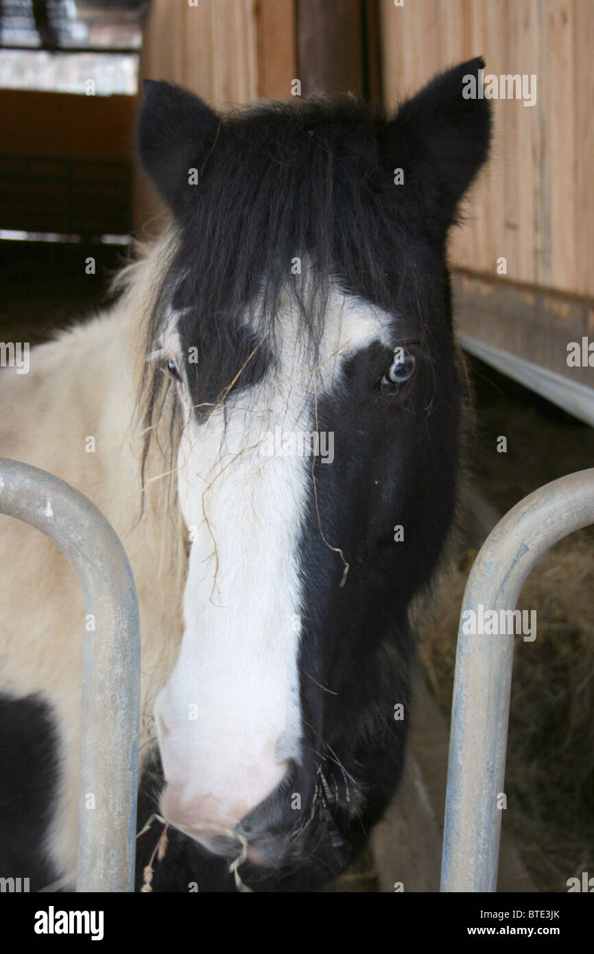 schwarz weißes Pferd Stockfoto