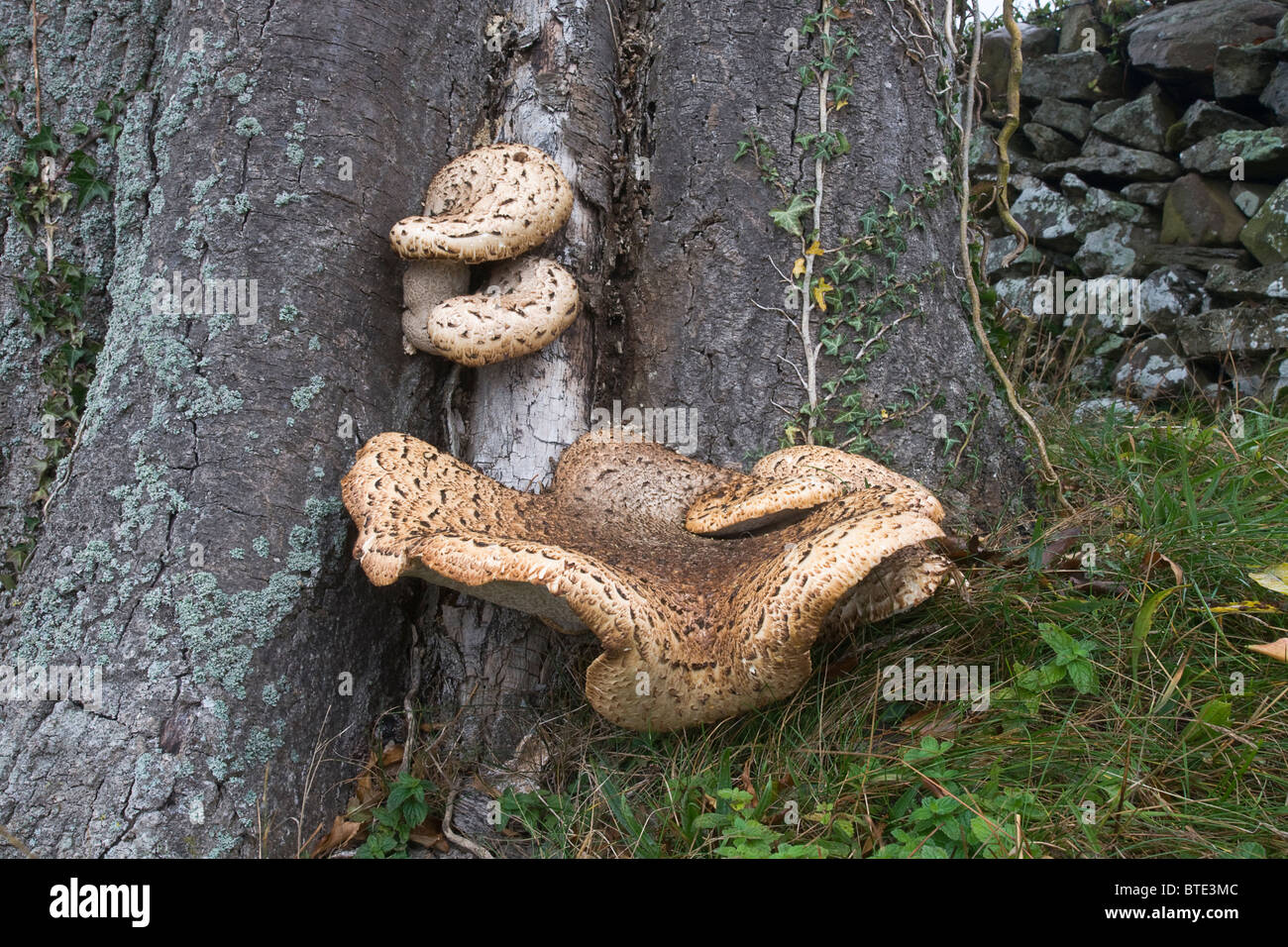 Die Dryade Sattel Pilz (Polyporus an) auf einer Esche wächst. Stockfoto