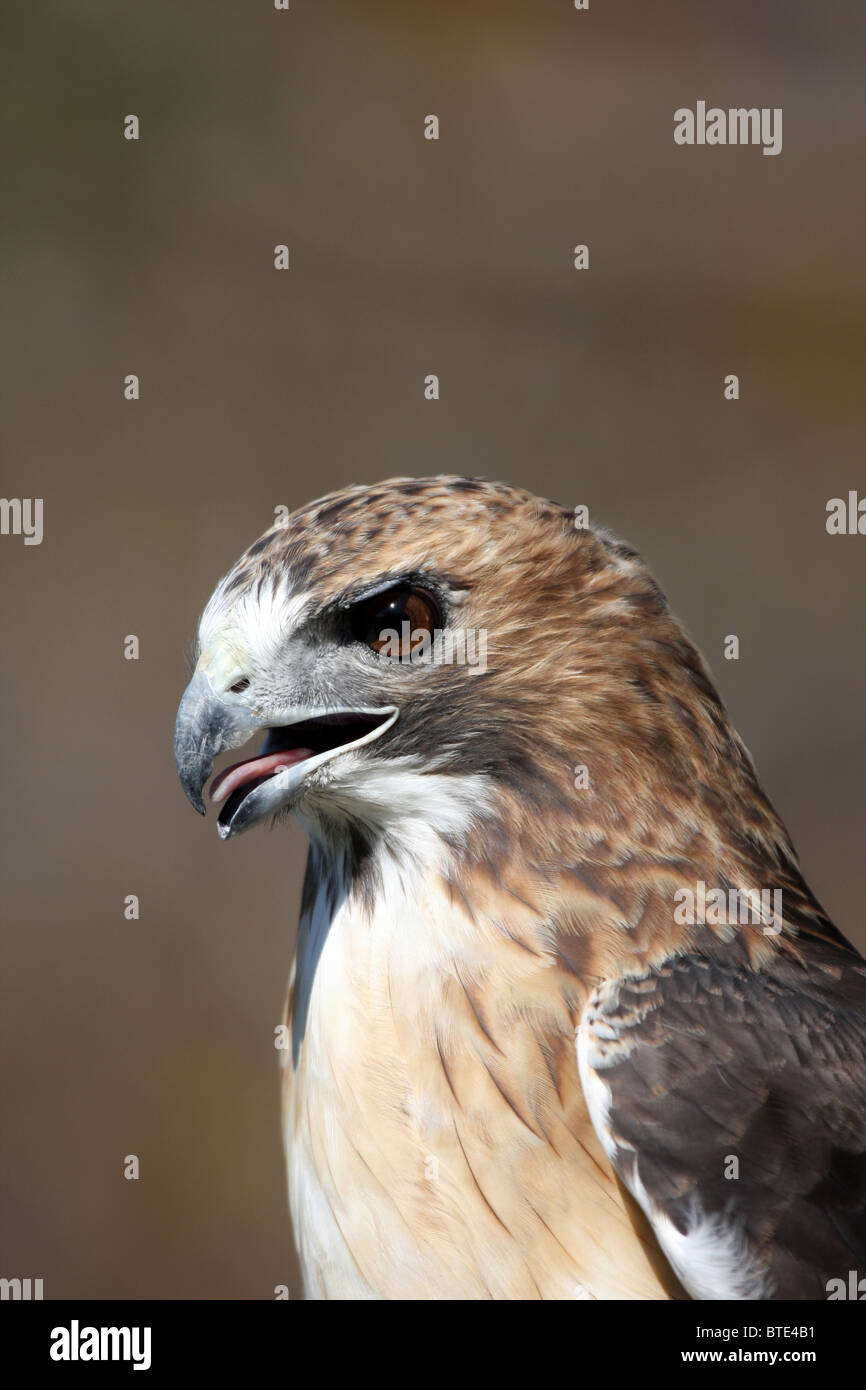 Red Tail Hawk Buteo jamaicensis Stockfoto