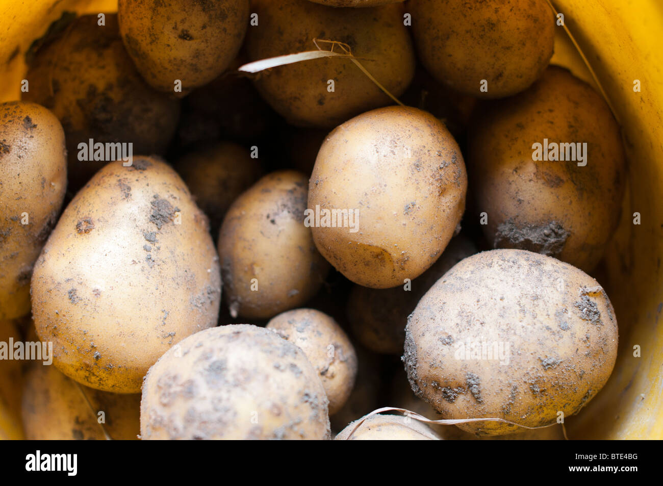 Frische Bio-Kartoffeln-Solanum Tuberosum Stockfoto