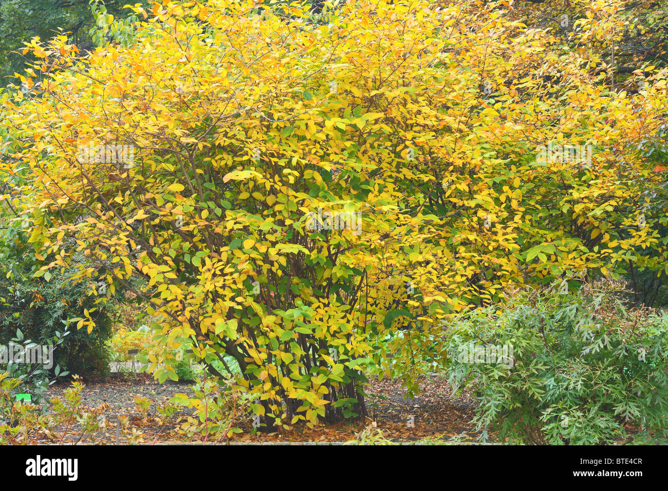 Caly Fertilis Strauch mit gelben Herbst Herbst Blätter Stockfoto