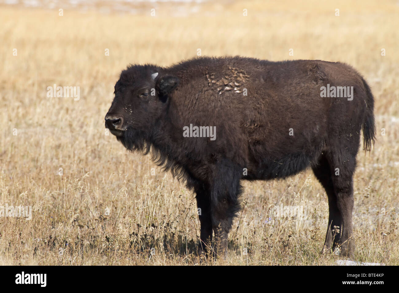 Tiere im Herbst Farbe Farbe weibliche Ikone Landschaft Säugetier Montana Nationalpark Nordamerika USA Wildnis Wyoming Yellowstone w Stockfoto