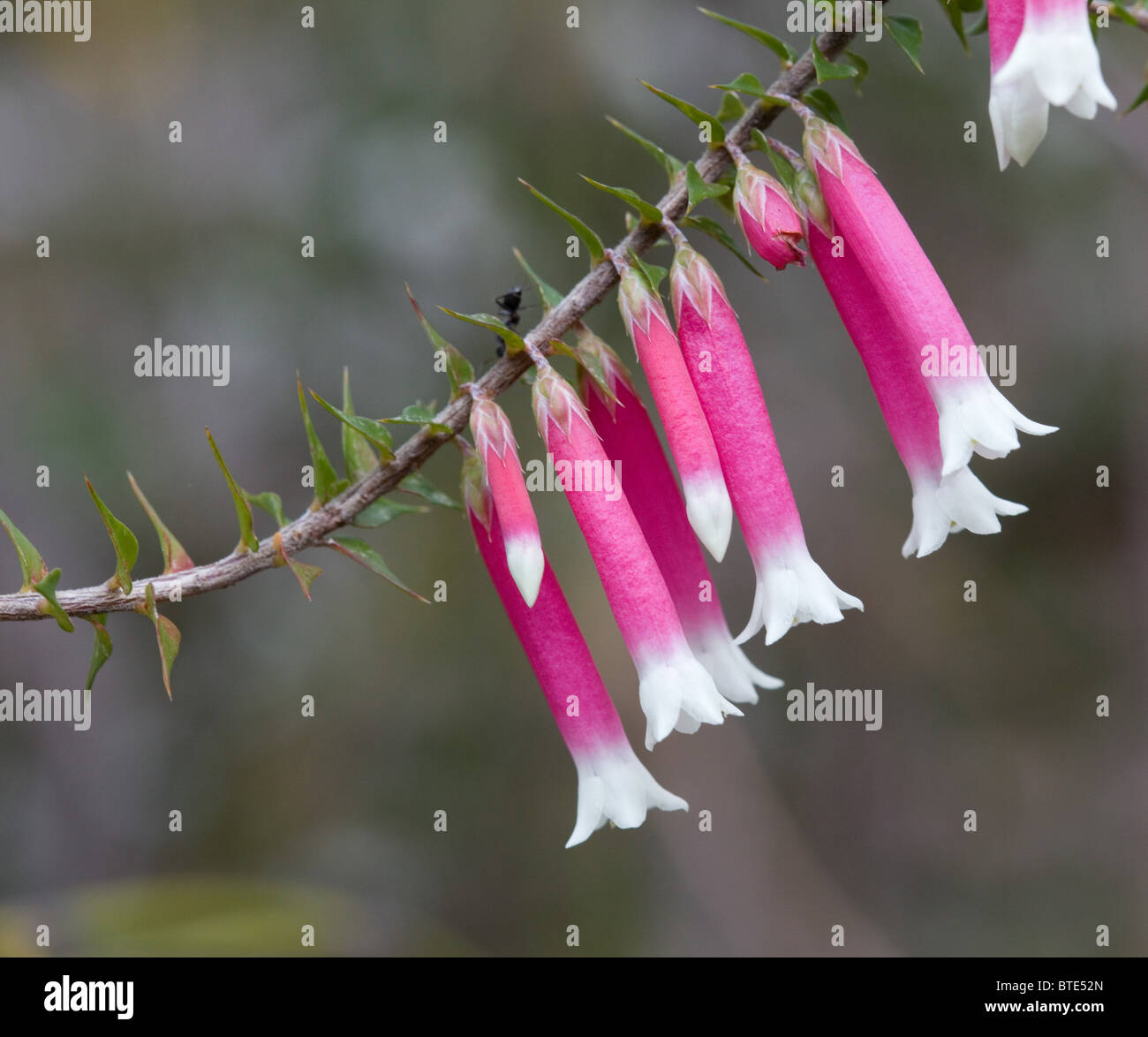 Australische gebürtige Fuchsia (Epacris Longiflora), Royal National Park, Sydney, Australien Stockfoto