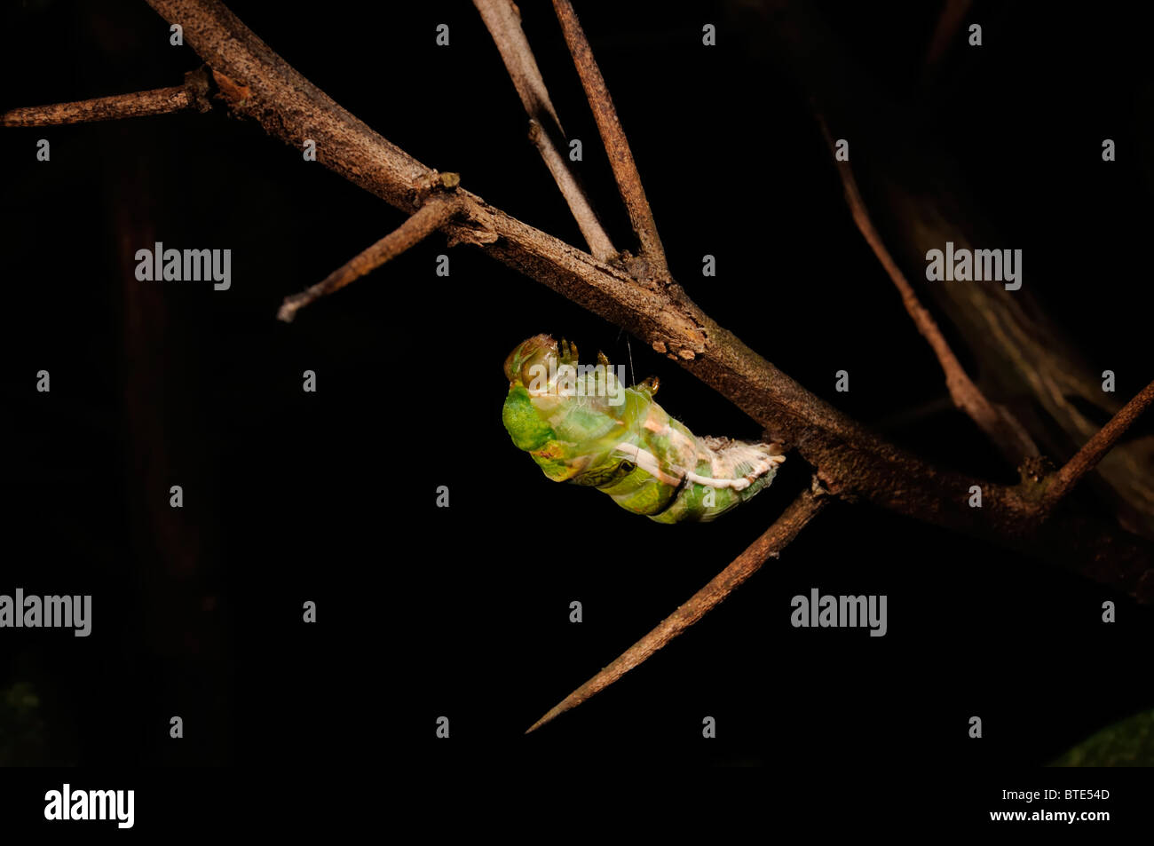 Lebenszyklus des Schmetterlings Stockfoto