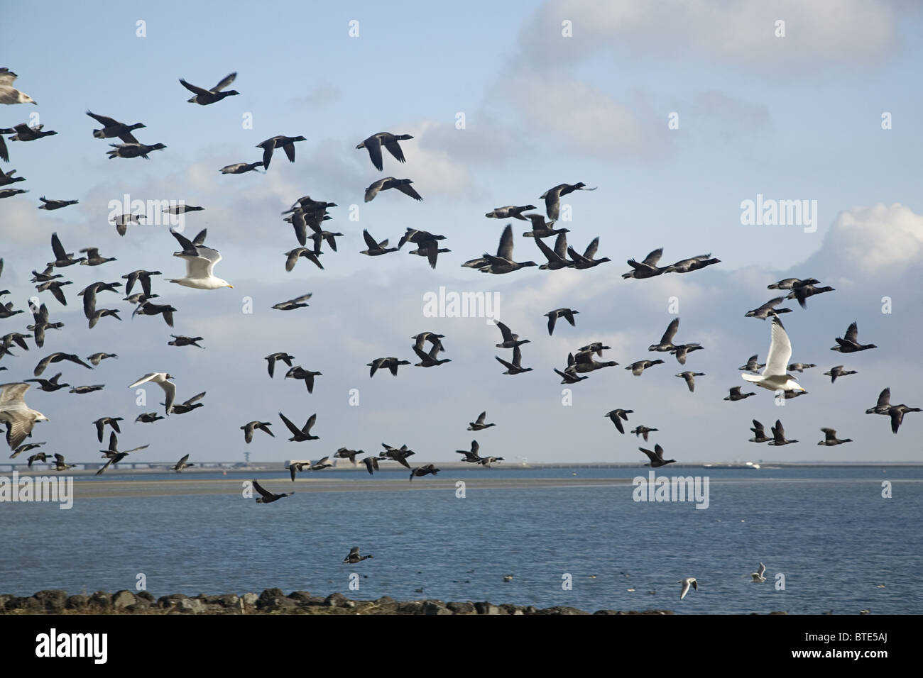 Niedrig fliegende Ringelgänse (Branta Bernicla) und einige Silbermöwen, Schouwen-Duiveland, Seeland, Niederlande Stockfoto