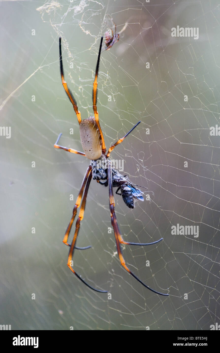 Golden Orb Weaver (Nephila) Spider Web, Sydney, Australien Stockfoto